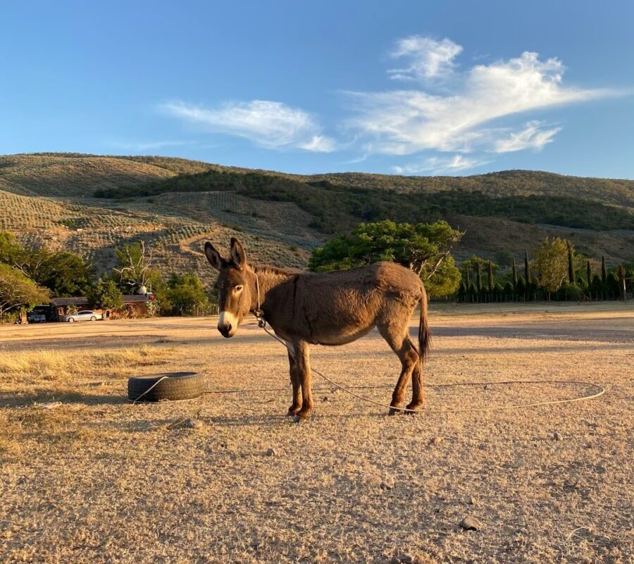 Elle part travailler à vélo… et tombe sur un âne en cavale : Charlie, roi de l’évasion, s’est offert des vacances au village