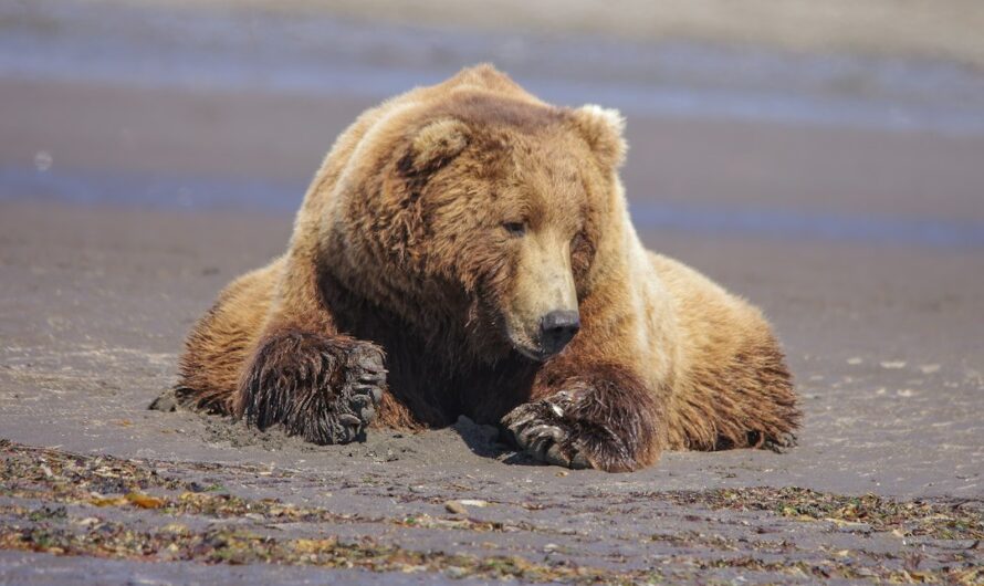En Alaska, l’élection la plus dodue du moment fait craquer Internet