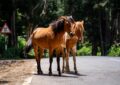 Grenoble : deux chevaux prennent l’A48 à contre-sens et sèment un joyeux chaos
