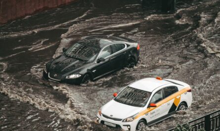 À Istanbul, une voiture s’écarte pour laisser passer… un poisson