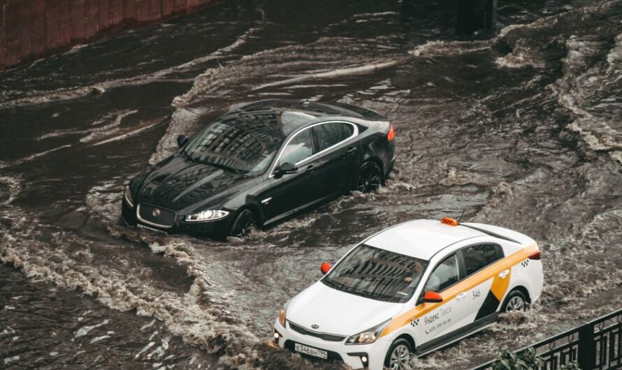 À Istanbul, une voiture s’écarte pour laisser passer… un poisson