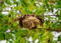 Il découvre un nid de guêpes géant… qui avait carrément avalé un parasol