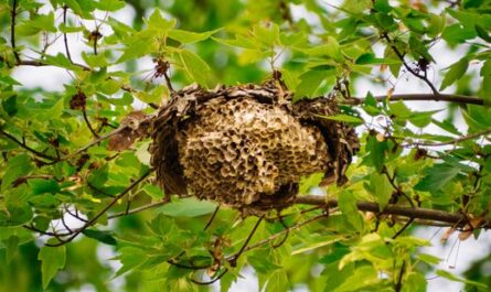 Il découvre un nid de guêpes géant… qui avait carrément avalé un parasol