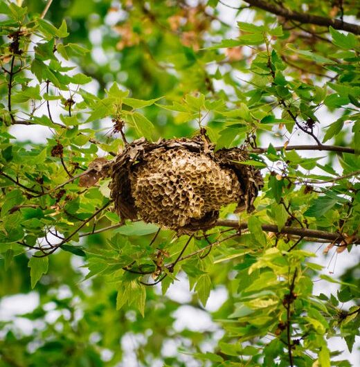 Il découvre un nid de guêpes géant… qui avait carrément avalé un parasol
