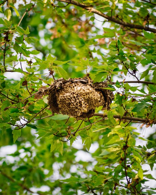 Il découvre un nid de guêpes géant… qui avait carrément avalé un parasol
