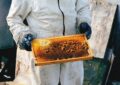 Ses abeilles fabriquent du miel vert en Ariège, et personne ne comprend pourquoi