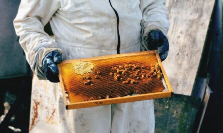 Ses abeilles fabriquent du miel vert en Ariège, et personne ne comprend pourquoi