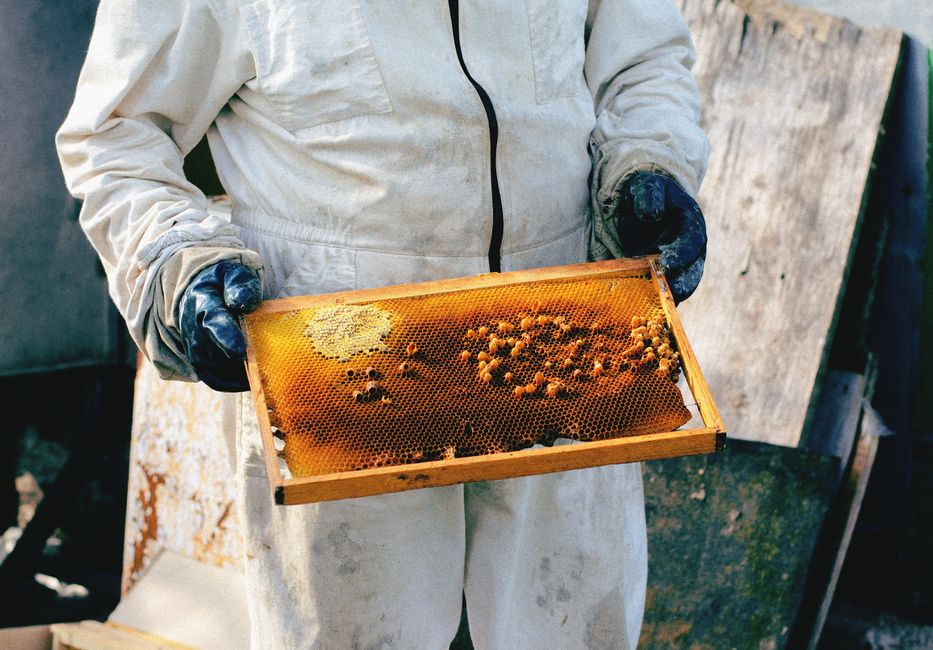 Ses abeilles fabriquent du miel vert en Ariège, et personne ne comprend pourquoi